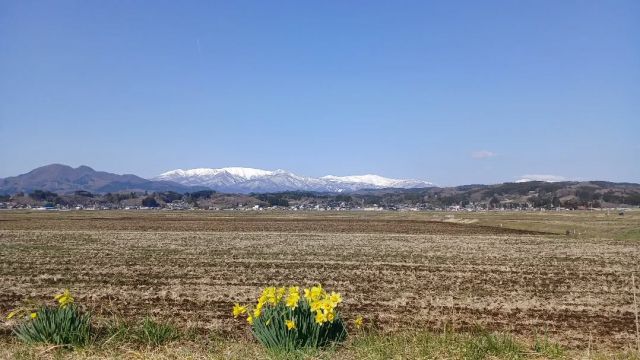.
【 円田水田 と 蔵王連峰 】  #円田水田 #みやぎ蔵王三十六景 #すいせん #宮城蔵王の春の景色⁡ #花の季節
⁡ #蔵王連峰 #宮城県側
 #蔵王ジオパーク @zaogeopark #巨大カルデラと埋もれた湖の謎
 #宮城蔵王 #宮城県蔵王町