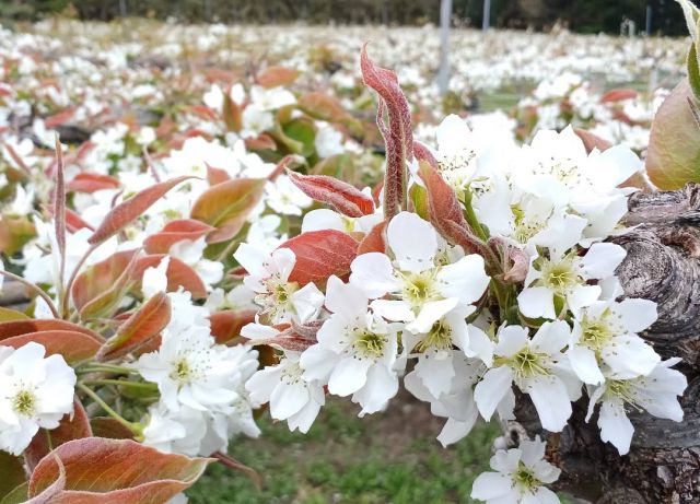 .
【 梨の白い花 🌼*･ 】
春は、花の季節。蔵王町内の梨農家の果樹園では、白い梨の花を見ることができます
宮城県イチの生産量を誇る「梨」は “ 蔵王町 ” を代表する果物。  蔵王町の梨は、明治初め頃に山形から移り住んだ人が屋敷に梨の木を植えたのが始まりとされており、明治40年頃になると本格的な栽培が開始されました。
毎年 8月下旬から秋に、 4品種（時期ごとに、豊水、幸水、あきづき、新高）をはじめ、 20世紀梨、甘太、南水など多様な品種が収穫されます。   #豊水 #幸水 #あきづき #新高
 #和梨 #梨 #梨の花 #花の季節 #宮城蔵王の春の景色
 #宮城県蔵王町 #宮城蔵王