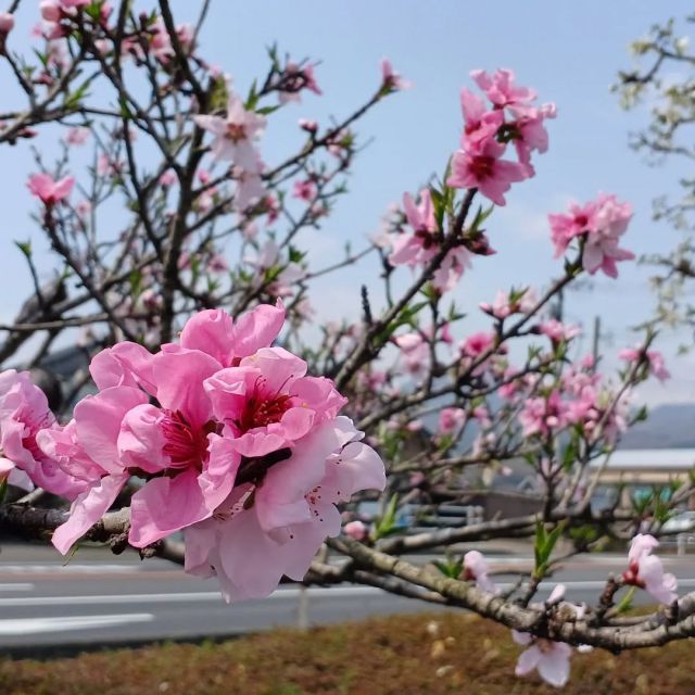 .⁡
【蔵王町の花　桃の花　満開⁡⁡🍑⁡】
町内を走ると、果樹園には濃いピンク色に色づく桃の花を見かけます  #今が見頃 #お見逃しなく😉✨⁡ 
 #桃の花 #花の季節
 #蔵王町の花 ⁡⁡⁡
⁡ #宮城蔵王の春の景色
 ⁡#宮城県蔵王町
 #宮城蔵王