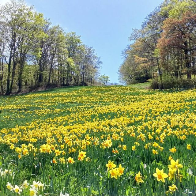 .
【すいせんまつり🌼*･】
 30種、約 50万株のすいせんが
えぼしのゲレンデを鮮やかな
黄色で彩る、毎年恒例の
えぼしすいせん鑑賞を開催中！
イベント期間は展望ロープウェー、
すいせん球根販売、ニジマス釣り堀、
ゴーカート、バーベキューなどの営業も
行わせていただきます。  また、 5月 3日、 4日、 5日には、⁡
⁡蔵王の満天の星空と夜景を楽しむ、
「みやぎ蔵王えぼし ナイトゴンドラ 空中さんぽ」⁡
⁡（要予約 ご予約、詳細「みやぎ蔵王えぼしリゾート」ウェブへ）も開催いたします。
皆様のご来場お待ちしております。  最新のすいせん開花状況について
「みやぎ蔵王えぼしリゾート」ウェブから  　〇みやぎ蔵王 えぼし すいせんまつり
　　営業期間　 4月 26日 ～ 5月 18日（予定）
　　営業時間　 9時 ～ 16時 45分
　　入園料　　 1,000円（小学生以下 無料）  　〇ゴンドラリフト
　　営業時間　 9時 ～ 15時
　　料金　往復　大人　　　 2,000円
　　　　　片道　大人　　　 1,200円
　　　　　往復　小中学生　 1,500円
　　　　　片道　小中学生　　800円
　　　　　ペット　　　800円（往復のみ）  　〇ニジマス釣り堀　 800円（ 1尾 焼代込）
　〇ゴーカート　　　 700円
　〇レストランえぼし　期間中毎日営業（ 10時 ～ 16時）
　〇手ぶらで OK！バーべーキュープラン　 3,500円（予約制 10時 ～ 14時）
　・ BBQ プラン内容（豚バラ・豚ロース・牛バラ各 100ｇ・ウィンナー 2本・各種野菜）
　・ 2人前より承ります。
　・ご予約はこちら 0224 - 34 - 4001 まで  #すいせんまつり
 #みやぎ蔵王えぼしリゾート
 #宮城蔵王の春の景色
 #宮城蔵王
 #宮城県蔵王町
